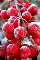 Malus 'Red Sentinel' AGM with hoar frost