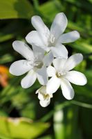 Nerine undulata Flexuosa Group 'Alba'