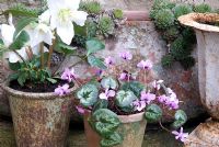 Cyclamen coum and Helleborus niger in container display