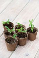 Ipomoea 'Heavenly Blue' seedlings in biodegradable pots
