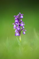 Orchis Morio - Green winged Orchid