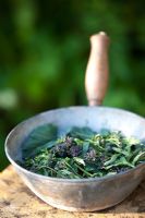 Brassica oleracea - Picked purple sprouting broccoli in a pan 