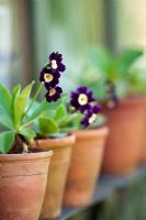 Primula auricula flowers in pots on a shelf