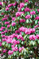 Rhododendron sutchuenense 