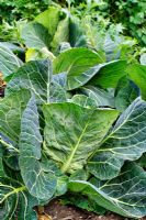Spring Cabbage 'Pixie' F1 - Brassica