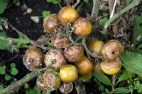 Outdoor tomatoes with blight