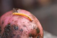 Agriotes lineatus - Potato wireworm 