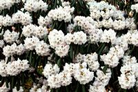 Rhododendron fulvum AGM