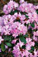 Rhododendron racemosum 'Rock Rose' AGM - RHS garden Wisley