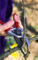 Pruning apple tree branch with secateurs in November