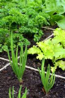Shallots, lettuces, parsley and spinach growing in beds designed for square foot gardening