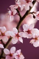 Prunus cerasifera 'Nigra - Purple cherry plum blossom stems 