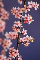 Prunus cerasifera 'Nigra' - Purple cherry plum blossom stems 