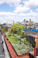 Artemisia, Lavandula, Stipa tenuissima, Hedera and Robinia pseudoacacia - Barge boat planting on River Thames in London with view of Tower Bridge and Gherkin
