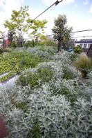 Artemisia, Lavandula, Stipa tenuissima, Hedera and Robinia pseudoacacia - Barge boat planting on River Thames, London