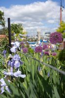 Allium 'Purple Sensation' and bearded Iris with trees and view of Tower Bridge in background - Barge boat planting on River Thames, London