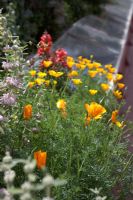 Cottage style bed of Eschscholzia californica, Phlomis italica and Antirrhinum - Barge boat planting on River Thames, London