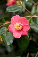 Camellia 'Hasa Sakura'