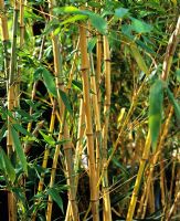 Phyllostachys bambusoides 'Castillonis'