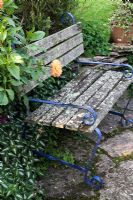 Lichen covered garden seat