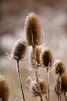 Dipsacus fullonum with frost