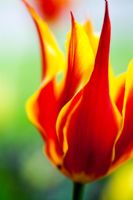 Tulipa 'Synaeda King' - Lily flowered Tulip