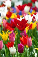 Tulipa - Multi coloured lily flowered tulip flowers 