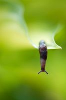 Black Arion slug on Hosta leaf