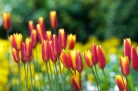 Tulipa clusiana var. chrysantha Tubergens Gem