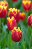 Tulipa 'Fabio' - Fringed Tulip