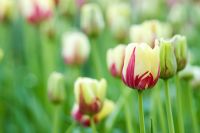 Tulipa Darwin Hybrid 'World Expression'