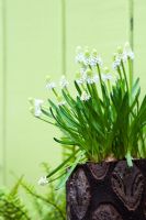 Muscari botryoides 'Album' - Grape hyacinths in natural tree flowerpots