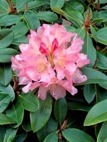 Rhododendron 'Bruce Brechtbill'
