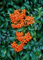 Pyracantha 'Saphyr Orange' syn 'Cadange'