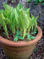 Hosta in pot with Aegopodium podagraria,  Ground Elder growing as a weed