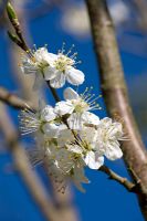 Prunus domestica - Greengage 
