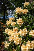Rhododendron 'Rods Orange'