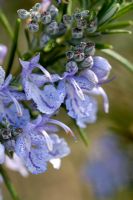 Rosmarinus officinalis 'Sudbury Blue'