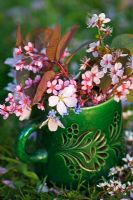 Antique mug with mixed Prunus including Prunus cerasifera 'Nigra', Prunus padus 'Colorata', Prunus spinosa and Myosotis