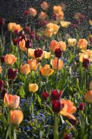 Tulipa 'Apricot Beauty' and Tulipa 'Queen of Night' with water spray from sprinkler