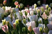 Tulipa 'Spring Green' Tulipa 'Virichic' and Tulip 'Flaming Purissima'