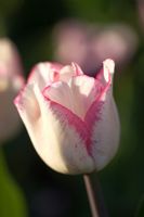 Tulipa 'Cloud Nine'
