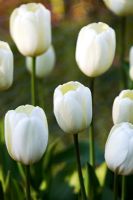 Tulip 'Ivory Floradale' 