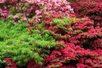 Acer palmatum and Rhododendron in Spring - Exbury Gardens, Hampshire