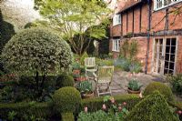 Elizabethan farmhouse, shaped box hedging pink tulips, forget-me-nots, mature trees and shrubs, wooden chairs on patio - Manor Farm Holywell, Warwickshire  