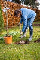 Step by step guide to planting containerised fruit trees in to open ground - Using a spade, dig a planting hole big enough to take the pot comfortably the tree needs to be planted at the same depth as it was in the pot.