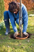 Step by step guide to planting containerised fruit trees in to open ground - After adding the compost at the bottom of the planting hole, make sure it is deep enough by placing the tree, with it's pot, so the pot is level with the ground.