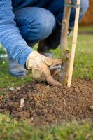Step by step guide to planting containerised fruit trees in to open ground - Make sure the planting is at least 5cms below the grafting bud. Allow for the soil to natural sink.