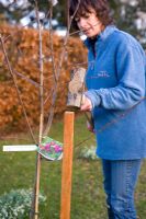 Step by step guide to planting containerised fruit trees in to open ground - Hammer in a stake about 4 x 4cm thick and 1.5m long, 15cm from the trunk. 