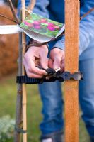 Step by step guide to planting containerised fruit trees in to open ground - Tie the trunk to the stake at 30cm intervals, using adjustable plastic ties or strips of strong fabric.